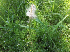 Anemone berlandieri