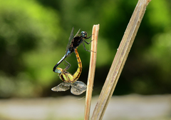 Orthetrum triangulare