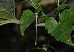Lestes garoensis