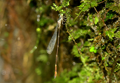Protosticta himalaica