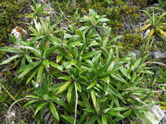 Celmisia spectabilis