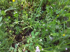 Anemone berlandieri