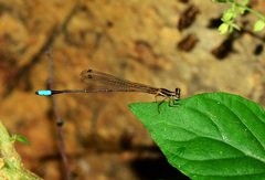 Drepanosticta carmichaeli