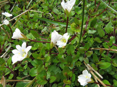 Epilobium macropus