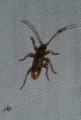 Trichoferus pallidus