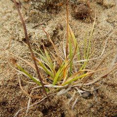 Carex rupestris