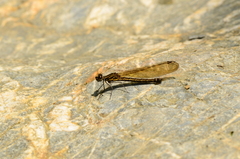 Rhinocypha unimaculata