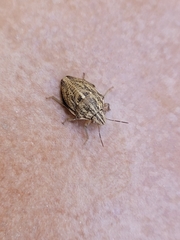 Odontotarsus