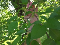 Maclura pomifera