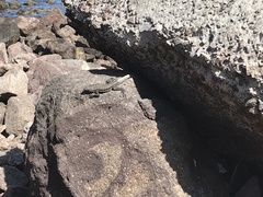 Microlophus atacamensis