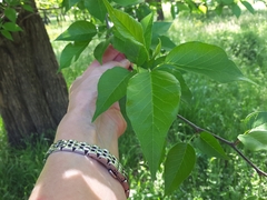 Maclura pomifera