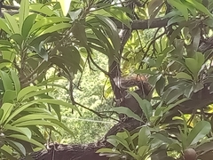 Sciurus aureogaster