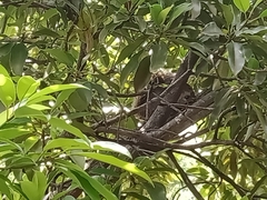 Sciurus aureogaster
