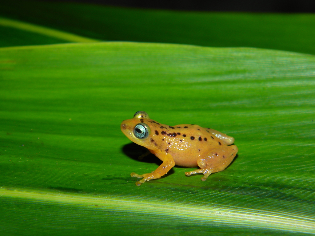 Raorchestes manohari