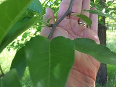 Maclura pomifera
