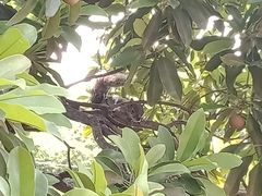 Sciurus aureogaster
