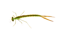Lestes dorothea