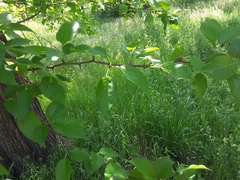 Maclura pomifera