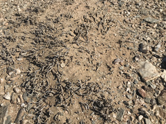 Mesembryanthemum marlothii