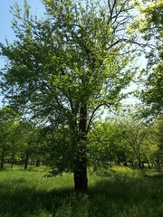 Maclura pomifera