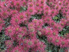 Acaena profundeincisa