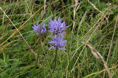 Jasione laevis