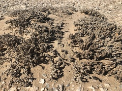 Mesembryanthemum marlothii