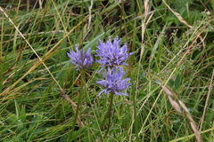 Jasione laevis