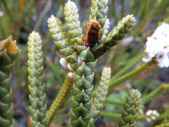 Veronica lycopodioides
