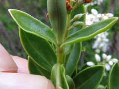 Veronica rakaiensis