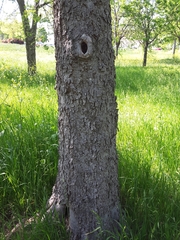 Celtis laevigata