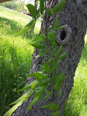 Celtis laevigata