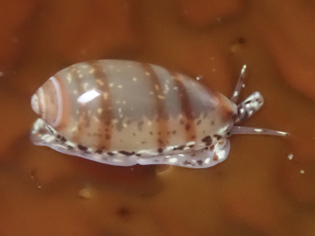 California marginella