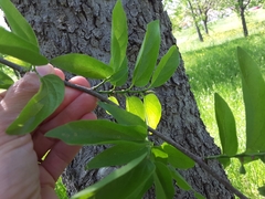 Celtis laevigata