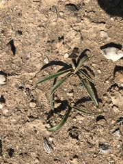 Chlorophytum viscosum