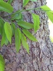 Celtis laevigata