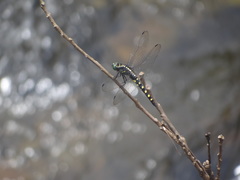 Onychothemis testacea