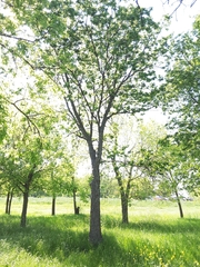 Celtis laevigata
