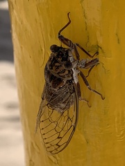 Cicada barbara lusitanica