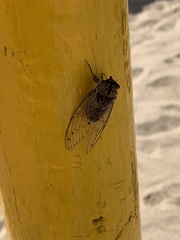 Cicada barbara lusitanica