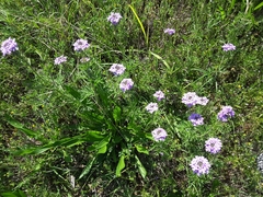 Glandularia bipinnatifida