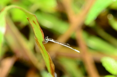 Agriocnemis pieris