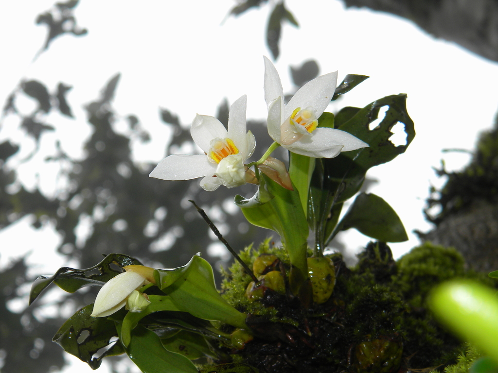 Coelogyne nervosa A.Rich. 2