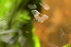 Pseudagrion indicum