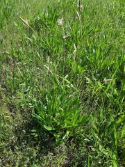 Plantago lanceolata