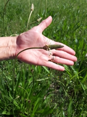 Plantago lanceolata