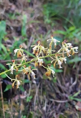 Epidendrum cylindraceum