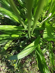 Plantago lanceolata