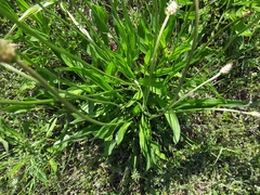Plantago lanceolata