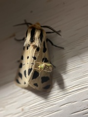 Apantesis arizoniensis